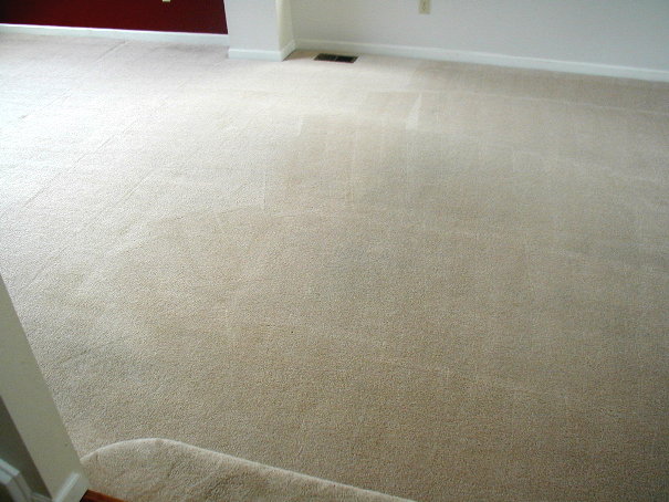Pet Stain Removal Before and After